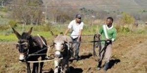 It takes donkeys 2 days to plough a "tuinland".